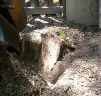 East-West Bay Stump Removal FAQ