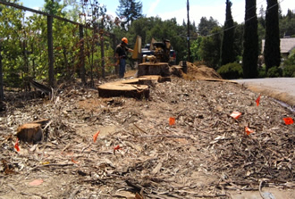 East West Bay Stump Removal - What We Do