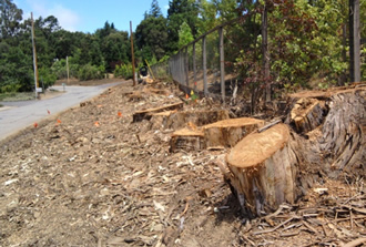 East West Bay Stump Removal - What We Do