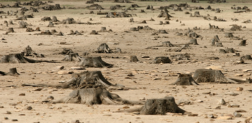 East Bay Stump